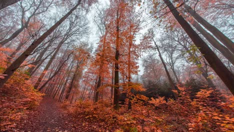 beautiful late autumn in the hvezda park in prague