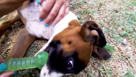 primer plano de un enérgico cachorro boxeador jugando en el jardín trasero