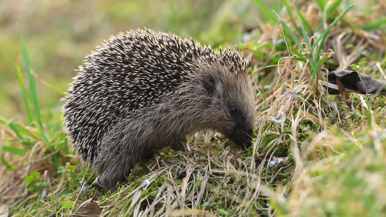 Europäischer Igel, auch bekannt als Braunbrustigel, sucht auf einem grasbewachsenen Hügel in Norwegen nach Nahrung, Seitenansicht