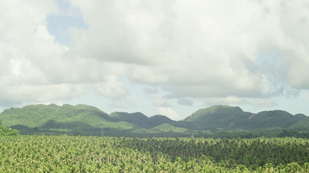 Cloudy but sunny day view of a huge coconut plantation in the island of Siargao, Philippines.