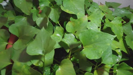 Hojas-De-Camote-Orgánico-Verde-Saludable-En-Maceta-De-Jardinería-Doméstica,-Material-De-Cacerola-De-Movimiento-Lento-De-Producción-De-Alimentos