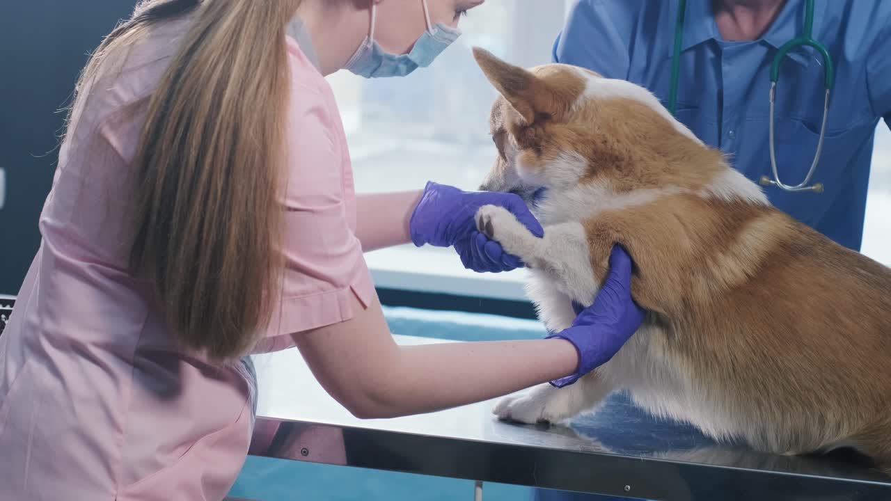 Veterinarian team examines the paws of a sick Corgi dog