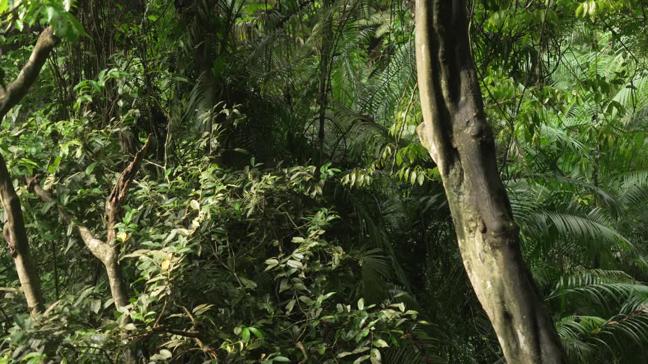 Jungle rainforest humid forest nature green leaves Bali Ubud Indonesia