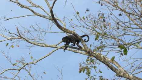 slow motion shot of a howler monkey climbing along a branch and resting
