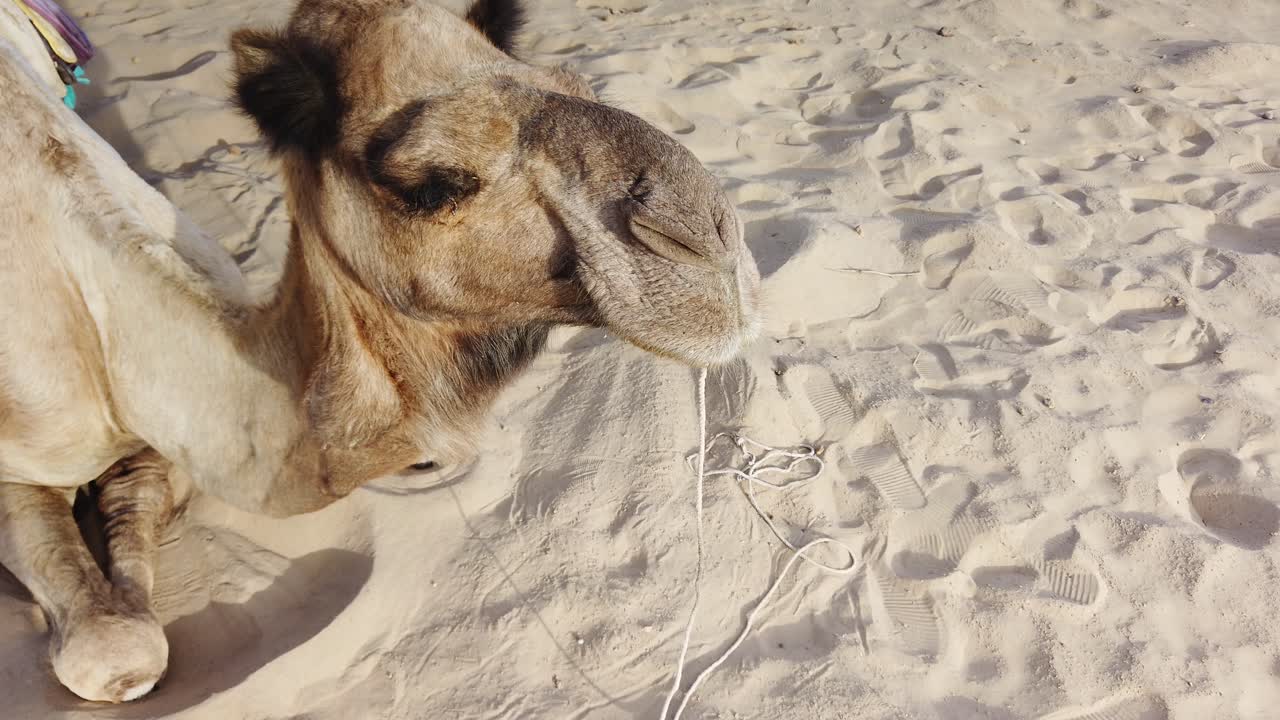 un primer plano de la cara de un camello en el desierto de thar, jaisalmer, rajasthan, india