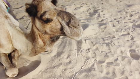 close up of camel's face in thar desert, jaisalmer, rajasthan, india