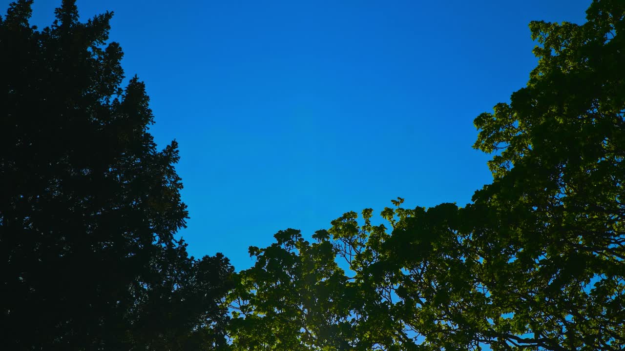 블루 스카이 저녁 하늘 나무, 꽃, 가지, pildammsparken malmö sweden의 아름다운 녹색 식물