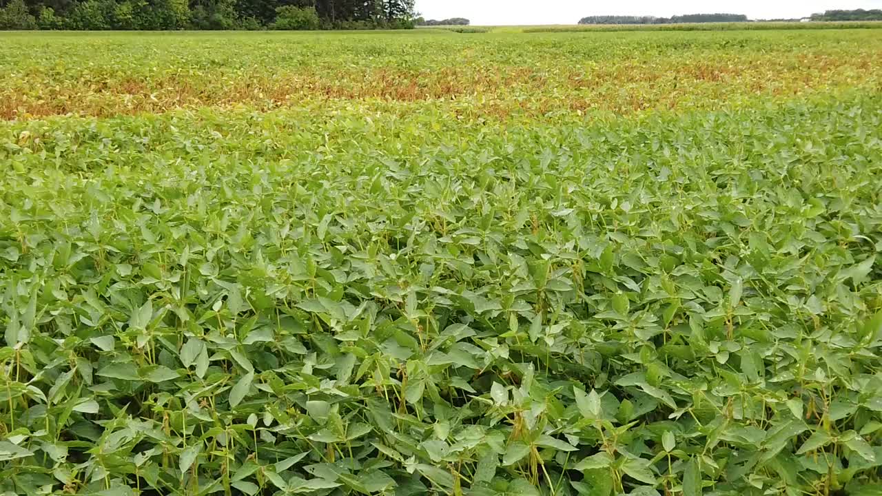 Panning a soybean field in North Dakota in summer with lush, green vegetation and cloudy sky in background. Daytime, bright, windy