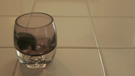 a large snail crawls around the rim of a glass of water on a tiled counter