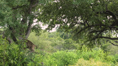 Chacma-Pavian-Sitzt-Im-Baum-In-Südafrika,-Totale