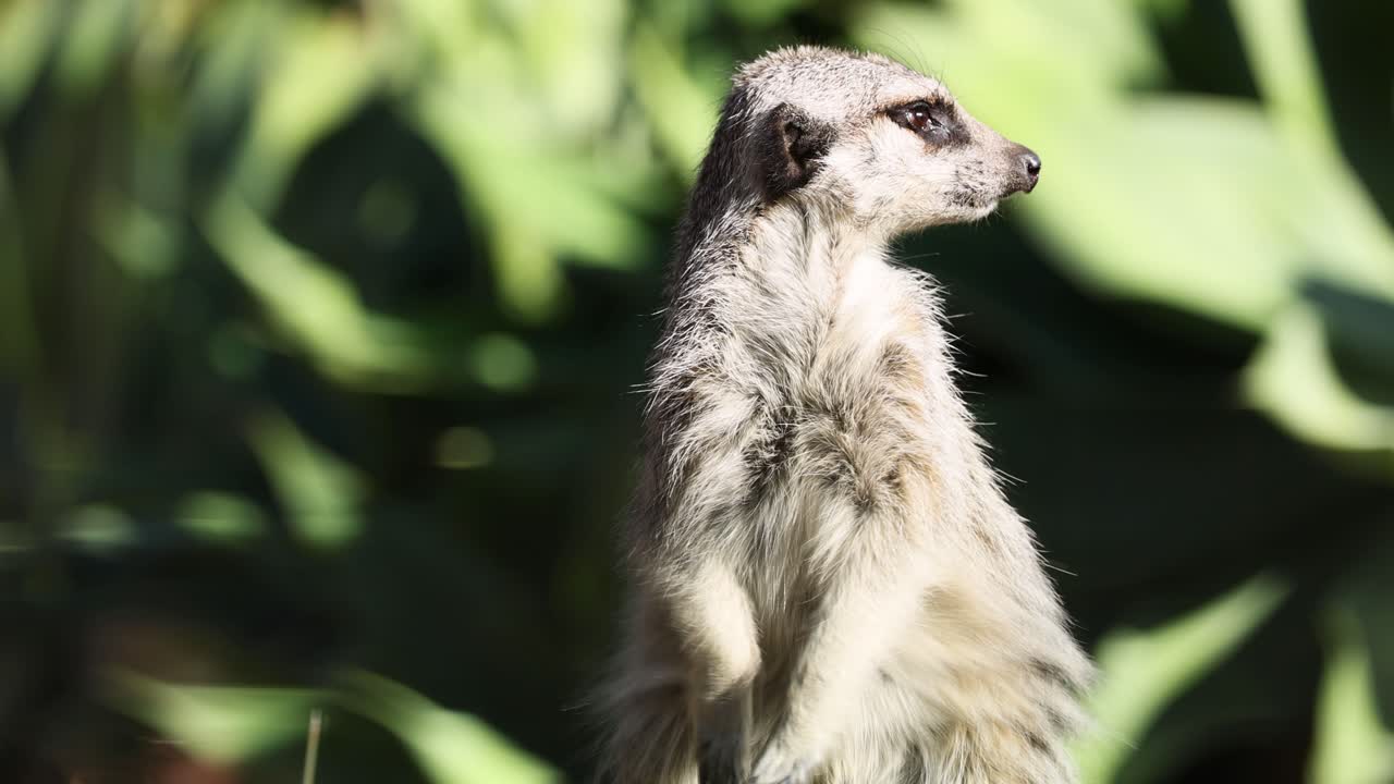 una suricata escanea atentamente su entorno