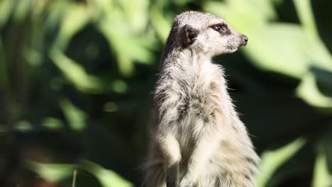 a meerkat attentively scans its environment