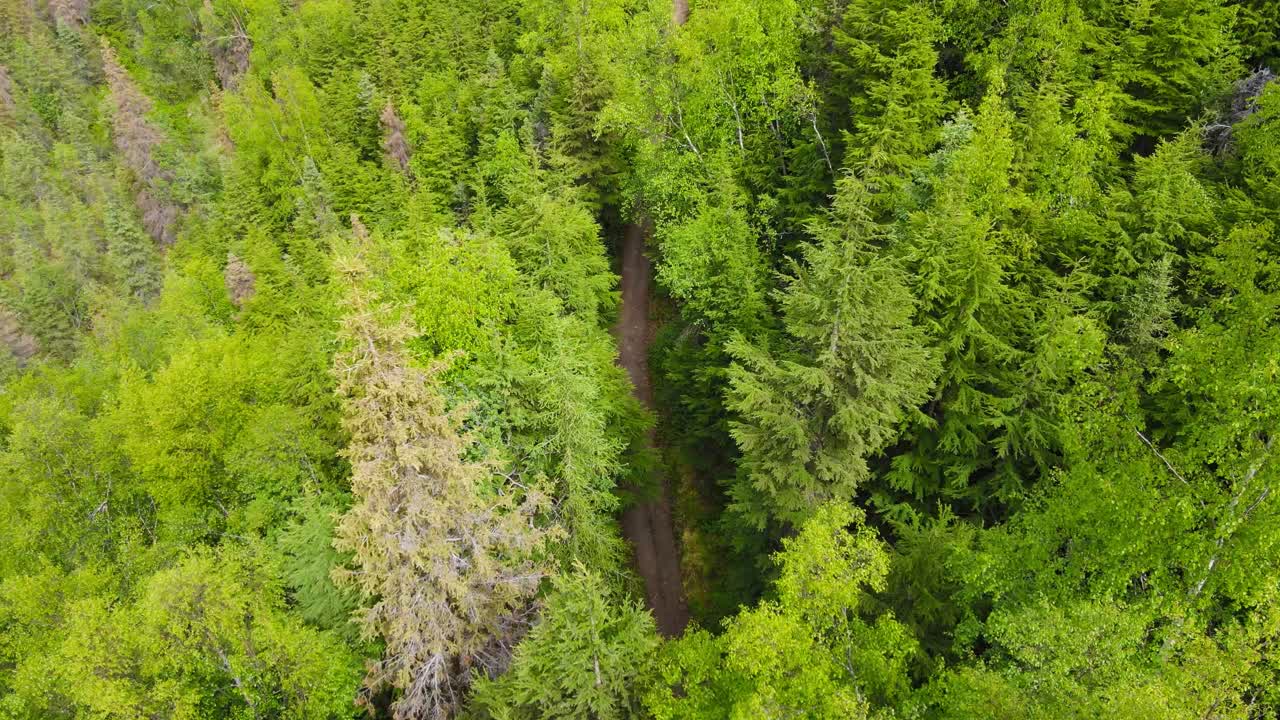vista aérea a través de la ruptura en el dosel del bosque del hombre y el perro caminando por el sendero del bosque