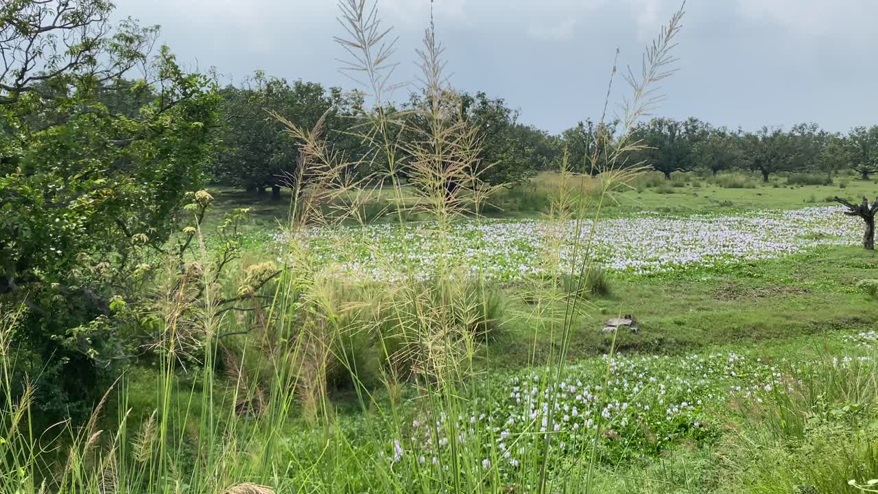 kolkata 외곽 근처의 녹색 들판에서 꽃이 피려고 하는 kash 또는 kans 잔디 꽃