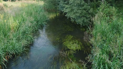 landscape with small forest river, creek and green overgrown shore