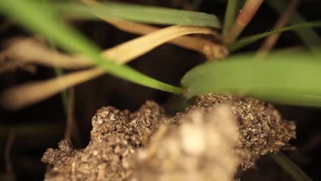 top down view of disturbed fire ant mound - slowly panning, highly magnified portion of grass - dirt