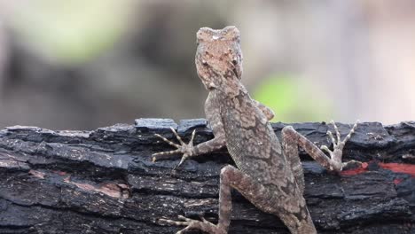 lagarto -hembra - esperando comida