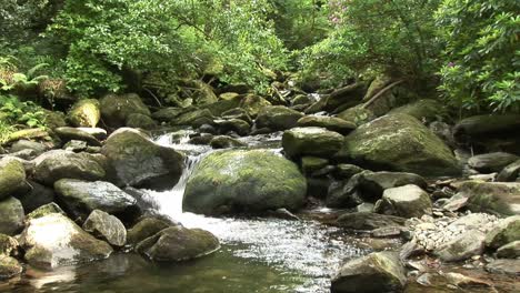 river flowing in forest