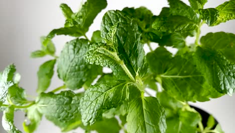 mint leaves moving gently in a breeze, isolated, still