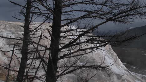 Longshot-Through-Trees-Towards-A-Steppe-Geyser-In-A-Geothermal-Area-Of-Yellowstone-National-Park