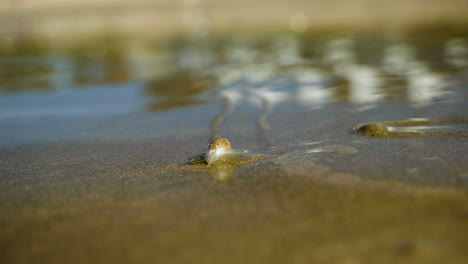 Plough-snail-slowly-crawling-over-wet-sand-on-beach-at-low-tide