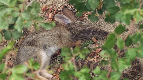 Nahaufnahme,-Eingerahmt-Von-Blättern:-Klapperschlange-Beißt,-Frisst-Waldkaninchen