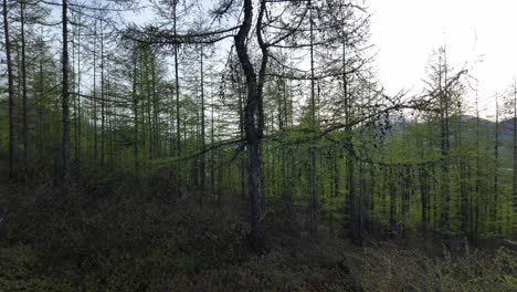 la luz de la madrugada se filtra a través de un denso y tranquilo bosque con árboles altos y sin hojas, creando una atmósfera serena y pacífica.