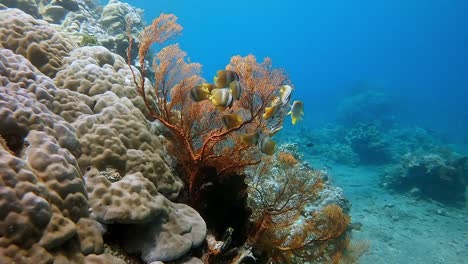 a small group of colourful butterfly fish feeding at a healthy coral reef