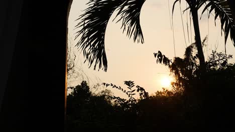 sun setting behind trees and palm leaves