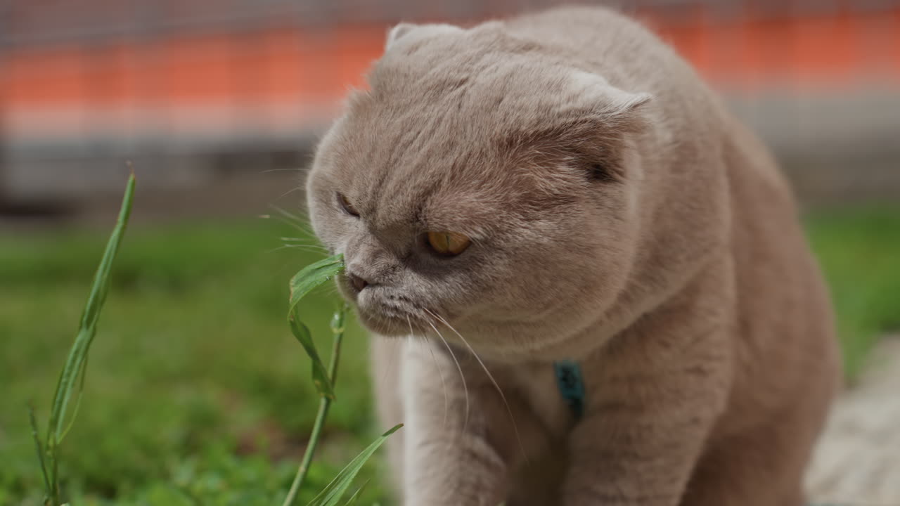 Cat Exploring Outdoors, Orangefenced Urban Courtyard Where Content Cat Curiously Sniffs Greenery, Calm Grey Cat With Amber Eyes Gently Investigates Lush Grass In Small City Garden Setting