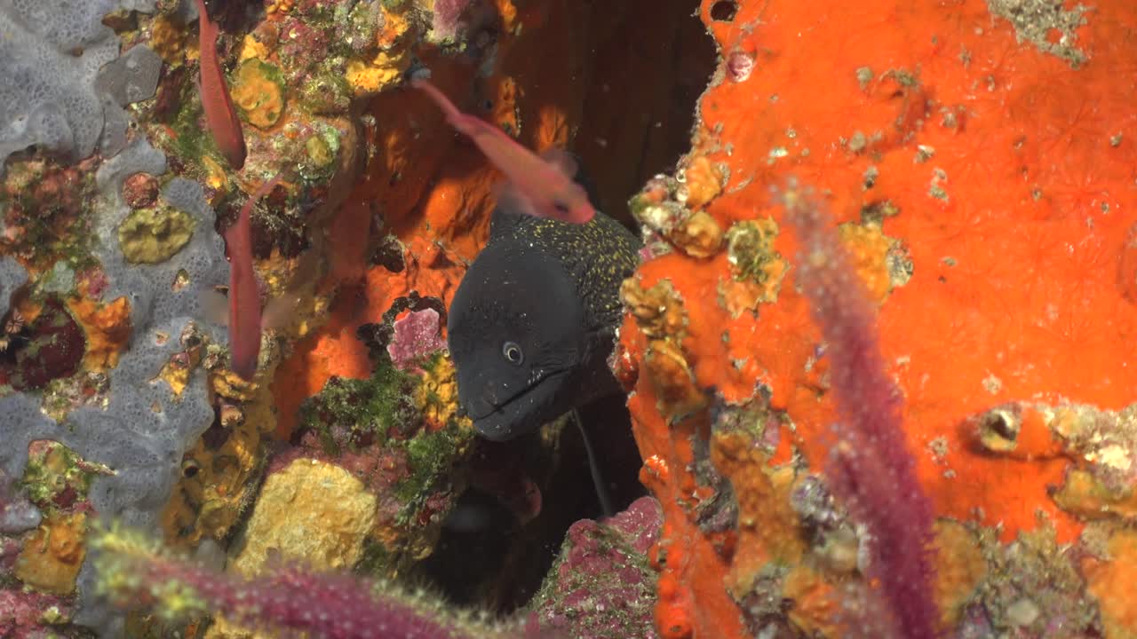 anguila moray con la boca abierta escondida en una grieta en el mar mediterráneo