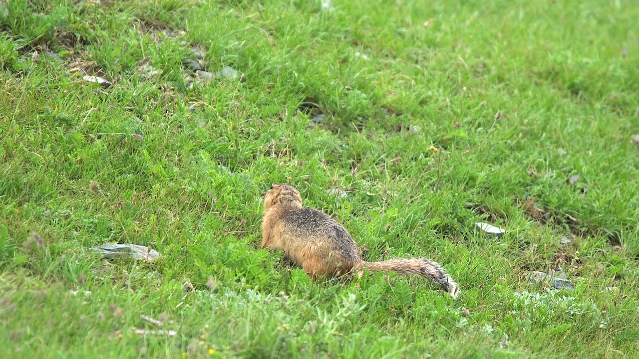 Ground Squirrel Foraging in Green Grass