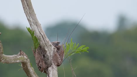 Baby-birds-waiting-for-their-mother-to-return-and-feed-them,-Ashy-Woodswallow-Artamus-fuscus,-Thailand