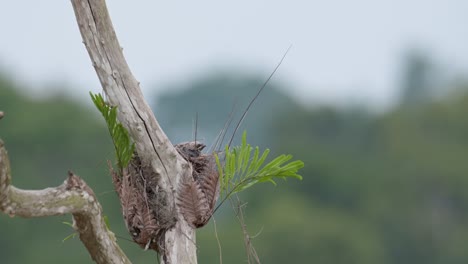 pájaros bebés que esperan a que su madre regrese y los alimente, ashy woodswallow artamus fuscus, tailandia