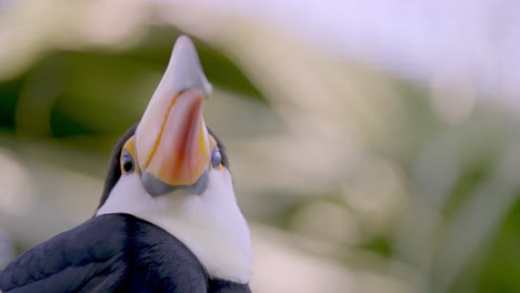 primer plano de un pájaro ramphastos toco girando la cabeza con un hermoso pico naranja largo con un fondo forestal