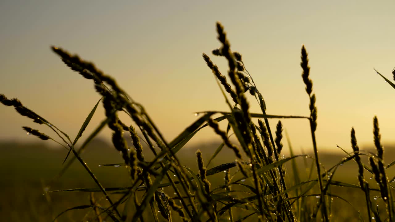 녹색 잔디에 방울이 떨어지는 영상, 녹색 에  방울 영상, 초고화질 영상, 울트라 hd 4k