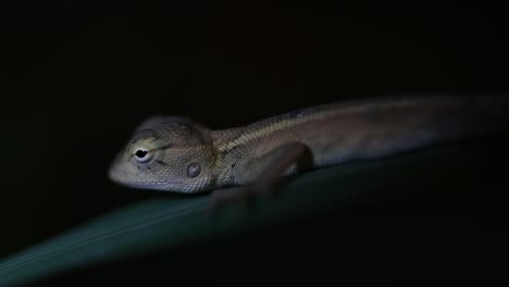 o lagarto do jardim oriental também é chamado de lagarto do jardim oriental, sugador de sangue e lagarto mutável