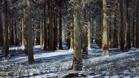 snow covered conifer forest at sunny day