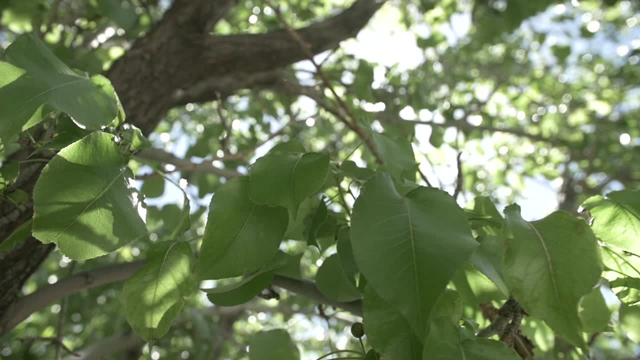 초록빛 잎사귀가 햇빛을 받으며 슬로우 모션으로 움직이는 영광스러운 물푸레나무의 또 다른 각도