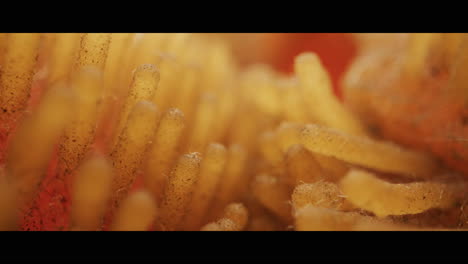 close-up view of a sponge texture