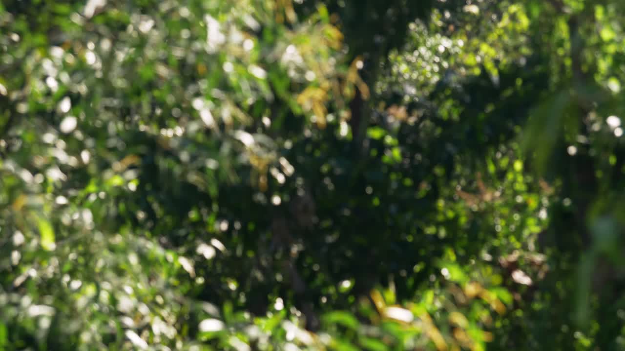 Explore vibrant foliage and blurred bokeh of nature's leaves in a serene outdoor scene