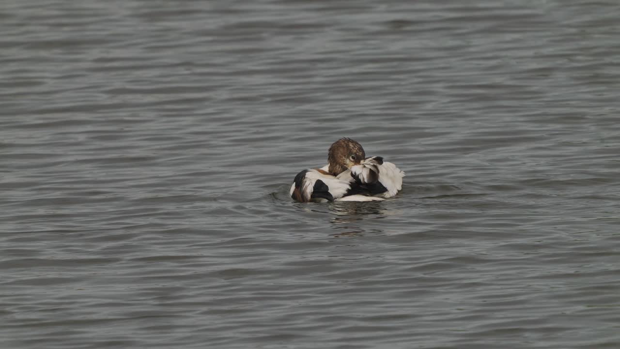 Medium shot of duck in the water