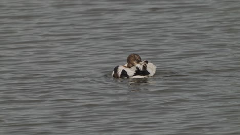 Mittlerer-Schuss-Von-Ente-Im-Wasser