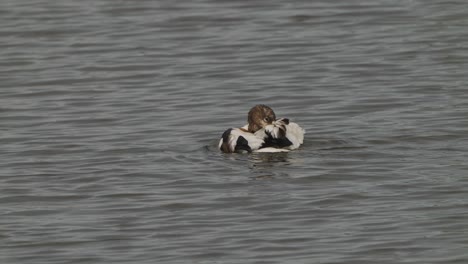 medium shot of duck in the water
