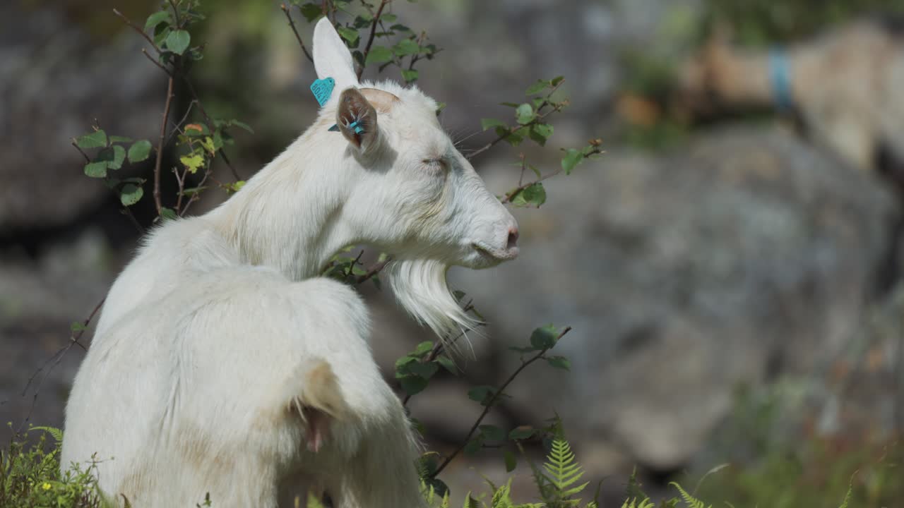 Primer plano de una cabra blanca pastando en un pastizal rocoso silvestre en las montañas