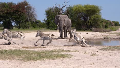 zebras running away a huge elephant bull