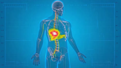 3d medical visualization of human digestive system and anatomy