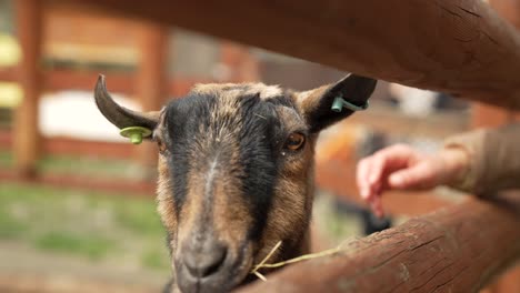 slow motion close-up of a goat with a peoples hand