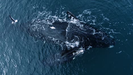 whale relaxing up side down on the surface next to her baby - aerial top view close shot