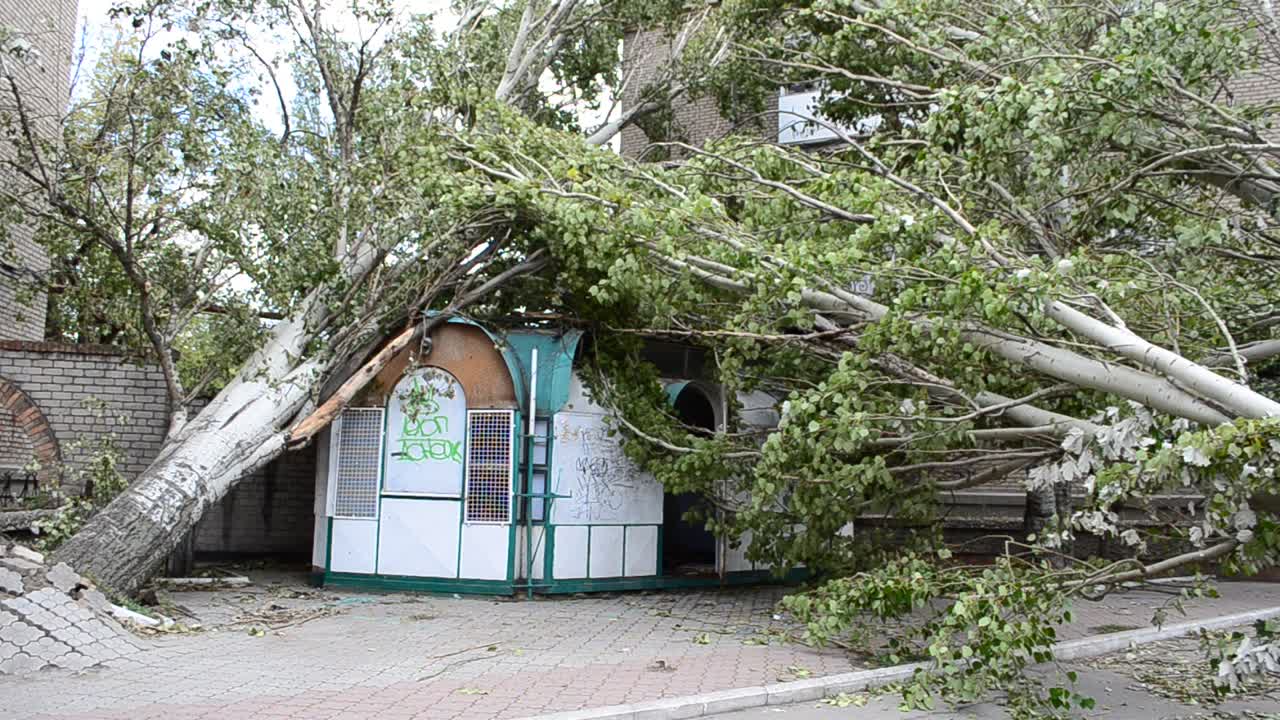 De bomen getroffen door een orkaan. Opnames in de stad.